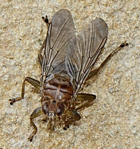 Ornithomya avicularia